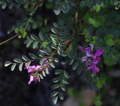 Indigofera langebergensis