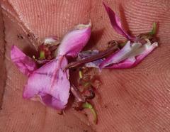 Indigofera langebergensis