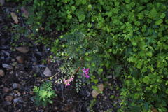 Indigofera langebergensis