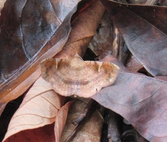Azeta repugnalis