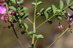 Indigofera langebergensis