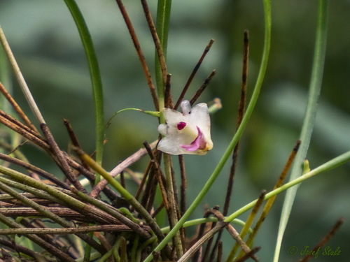 Polystachya vulcanica