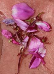 Indigofera langebergensis