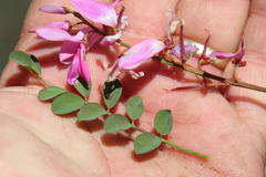 Indigofera langebergensis