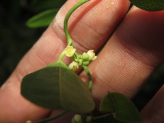 Cocculus diversifolius