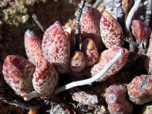 Adromischus marianiae (Marloth) A.Berger