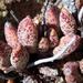 Horseshoe Adromischus - Photo (c) Jean Audissou, some rights reserved (CC BY-NC), uploaded by Jean Audissou
