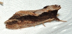 Hylaeora capucina