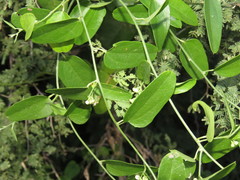 Cocculus diversifolius