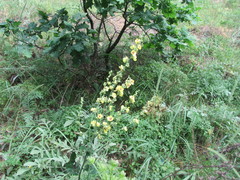 Verbascum chaixii