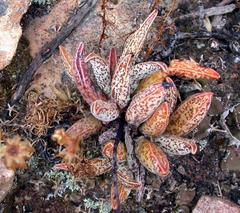 Adromischus marianiae