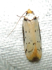 Philobota thiocrossa