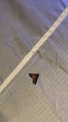 Pyrausta orphisalis