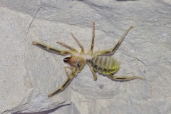 Galeodidae