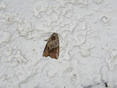 Gonodes liquida