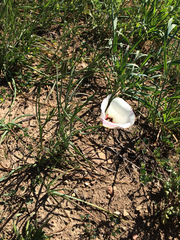 Calochortus catalinae