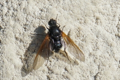 Satyramoeba hetrusca