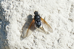 Satyramoeba hetrusca