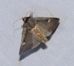 Adelphagrotis indeterminata