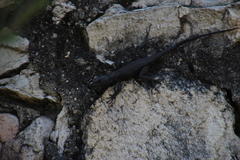 Hemicordylus capensis