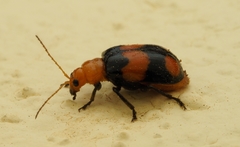 Sonchia sternalis