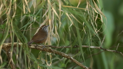 Pheugopedius maculipectus