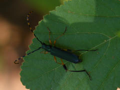 Litopus latipes dispar