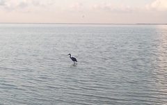 Egretta rufescens
