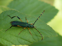 Litopus latipes dispar