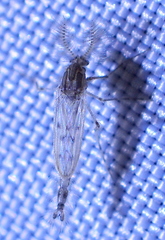Sayomyia