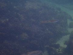 Sepioteuthis lessoniana