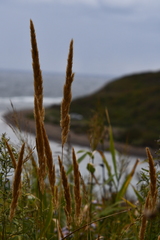 Calamagrostis extremiorientalis
