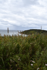 Calamagrostis extremiorientalis