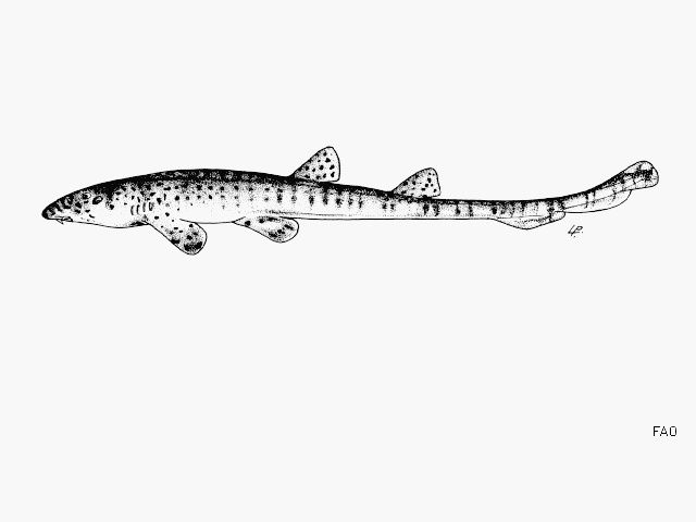 Ridgebacked Bamboo Shark