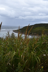 Calamagrostis extremiorientalis