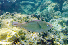 Scarus rivulatus