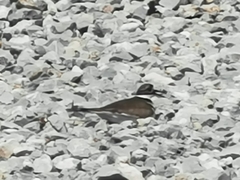 Charadrius vociferus