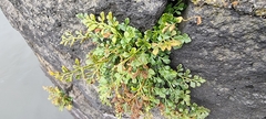 Asplenium ruta-muraria