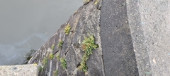 Asplenium ruta-muraria