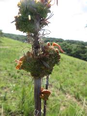 Aceria aloinis
