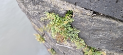 Asplenium ruta-muraria