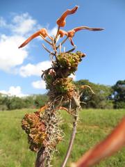 Aceria aloinis