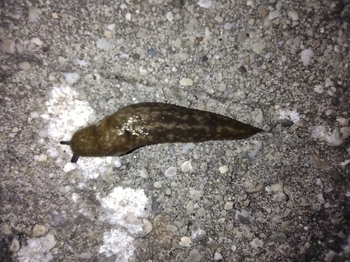 slizniak (Limacus)