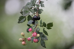 Nekemias arborea