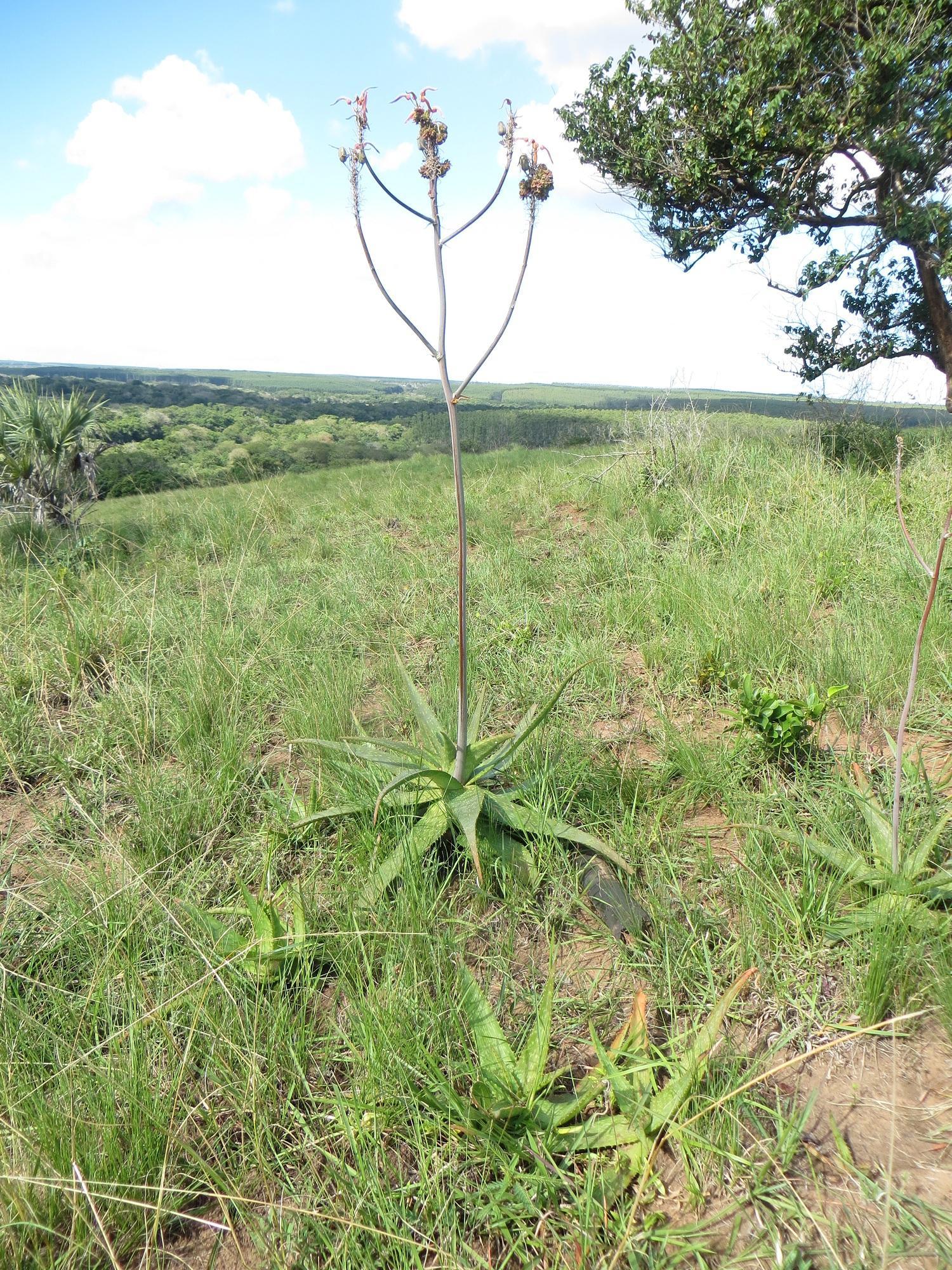 Aloe umfoloziensis