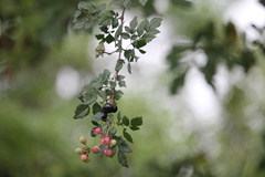 Nekemias arborea