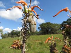 Aloe umfoloziensis
