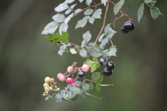 Nekemias arborea