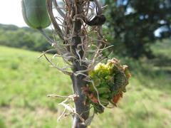 Aceria aloinis