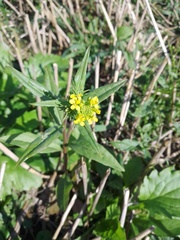 Erysimum hieraciifolium
